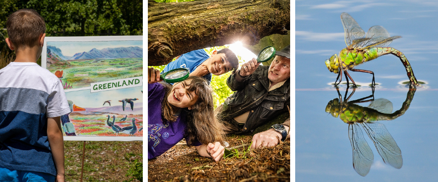 A trio of images showing kids enjoying trails, nature and discovery in Castle Espie